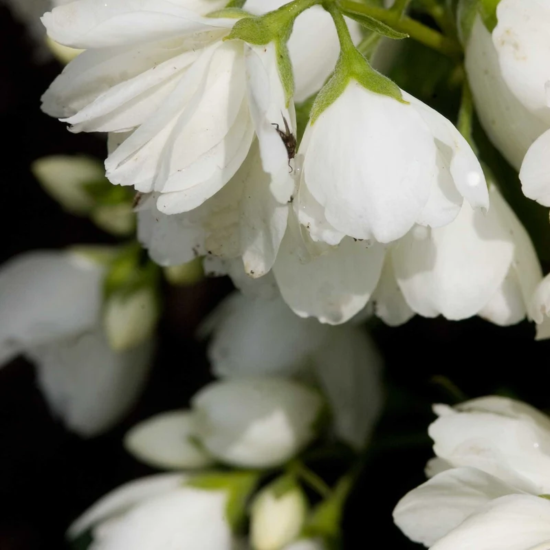 Seringat des jardins 'Snowbelle'