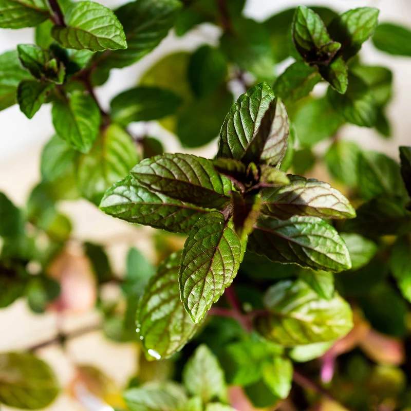 Menthe chocolat - Mentha x piperita 'Chocolate'