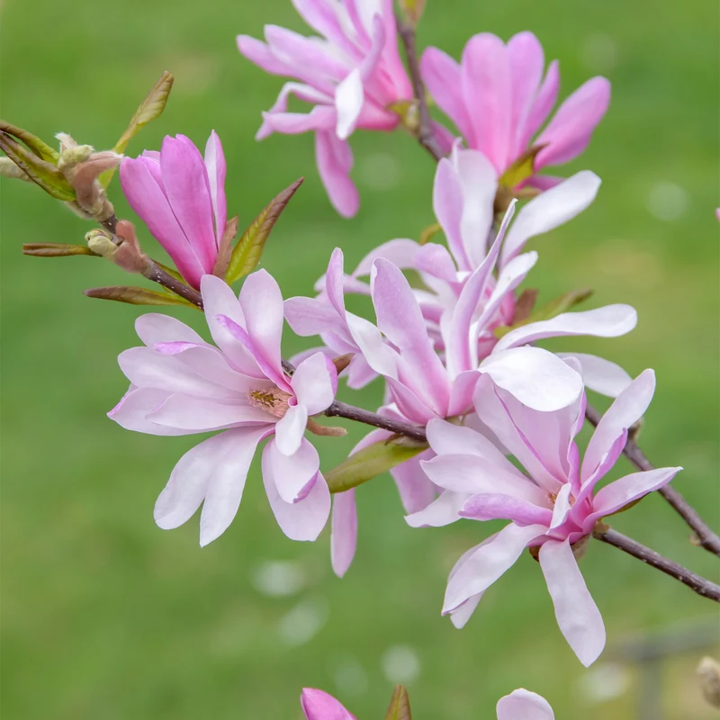 Magnolia x loebneri 'Leonard Messel' – Magnolia de Loebner