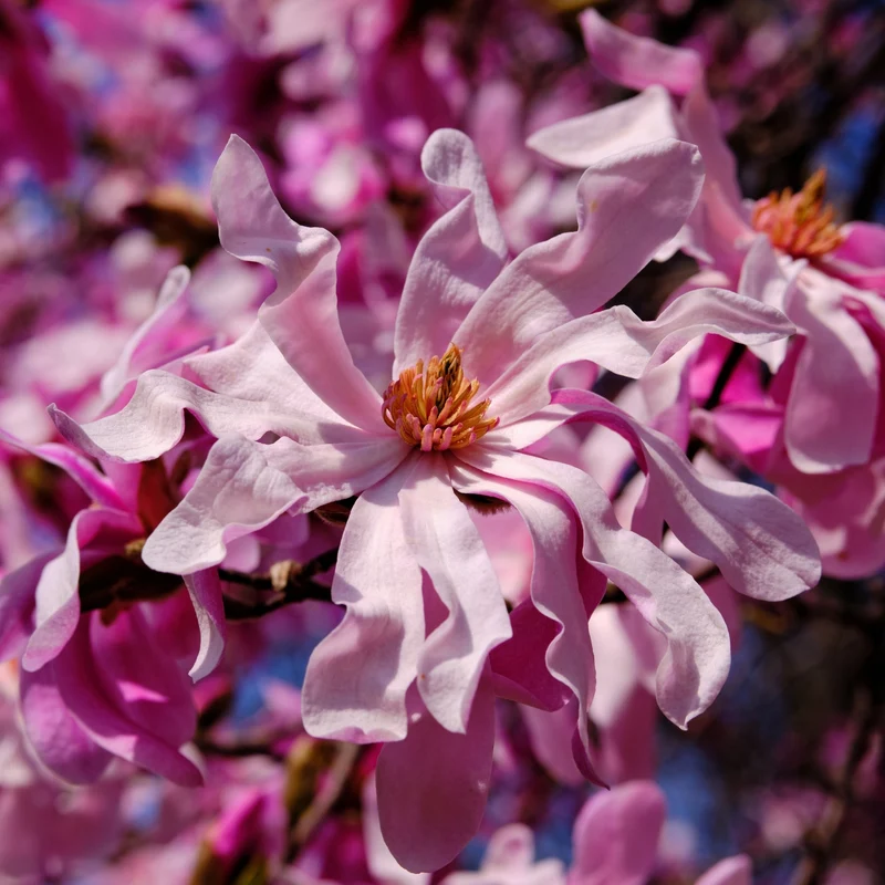 Magnolia x loebneri 'Leonard Messel' – Magnolia de Loebner