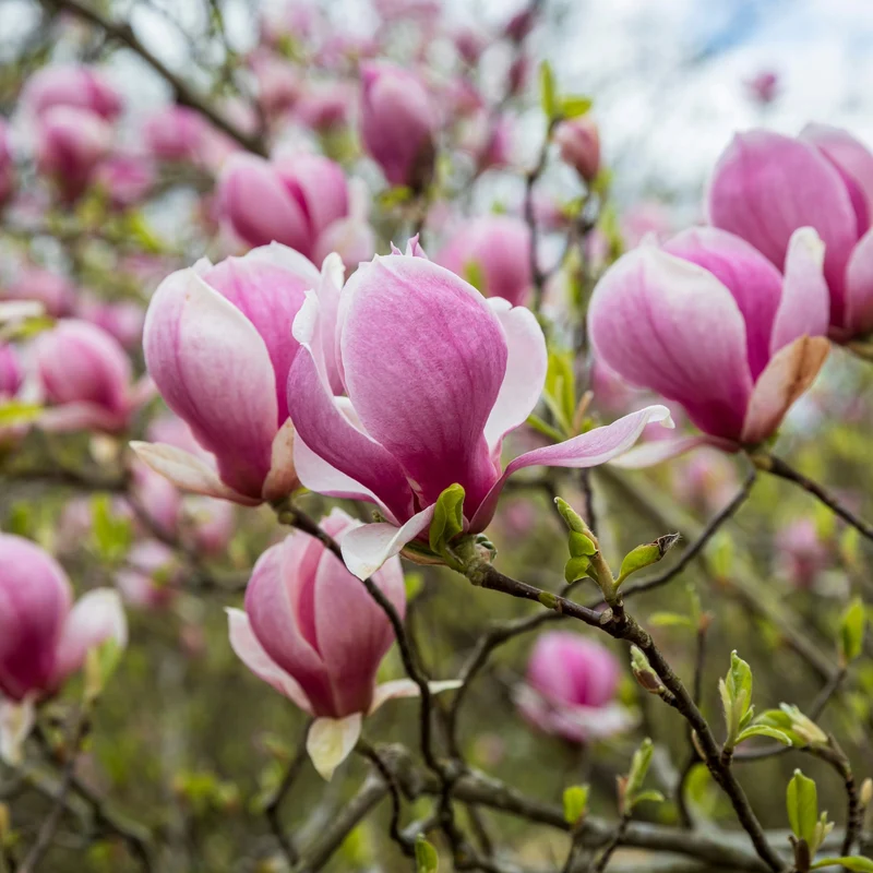 Magnolia x loebneri 'Leonard Messel' – Magnolia de Loebner