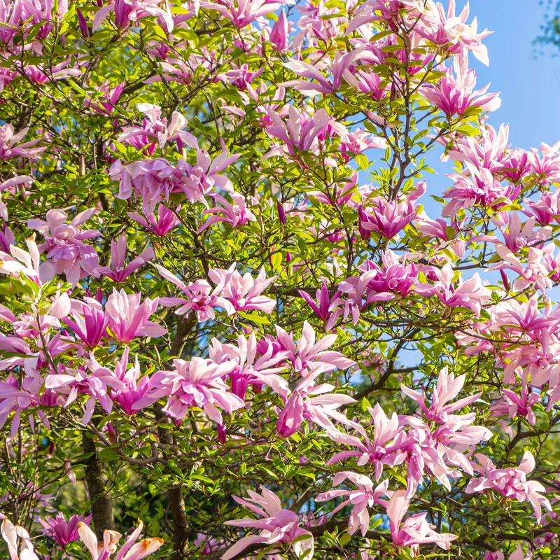 Magnolia x loebneri 'Leonard Messel' – Magnolia de Loebner