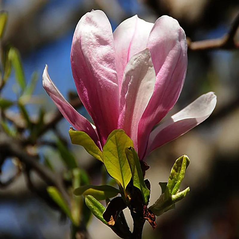 Magnolia x soulangeana 'Susan' – Magnolia de Soulange 'Susan'