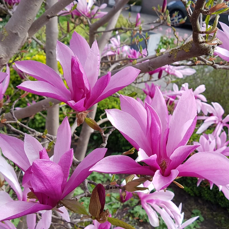 Magnolia x soulangeana 'Susan' – Magnolia de Soulange 'Susan'