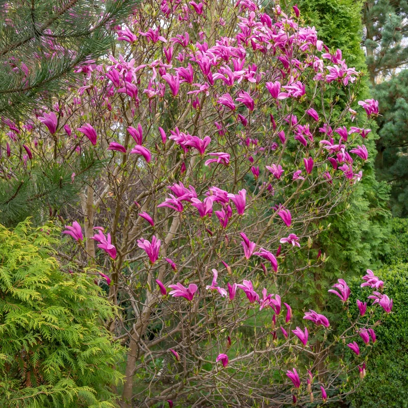 Magnolia x soulangeana 'Susan' – Magnolia de Soulange 'Susan'
