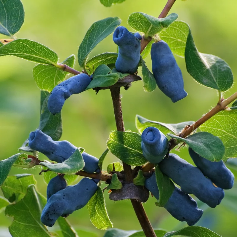 Camerisier 'Berry Blue' - Lonicera caerulea 'Berry Blue'