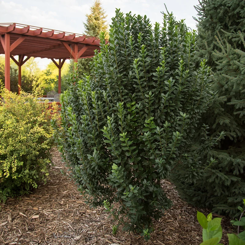 Ligustrum vulgare 'Straight Talk®' - Troène 'Straight Talk®'