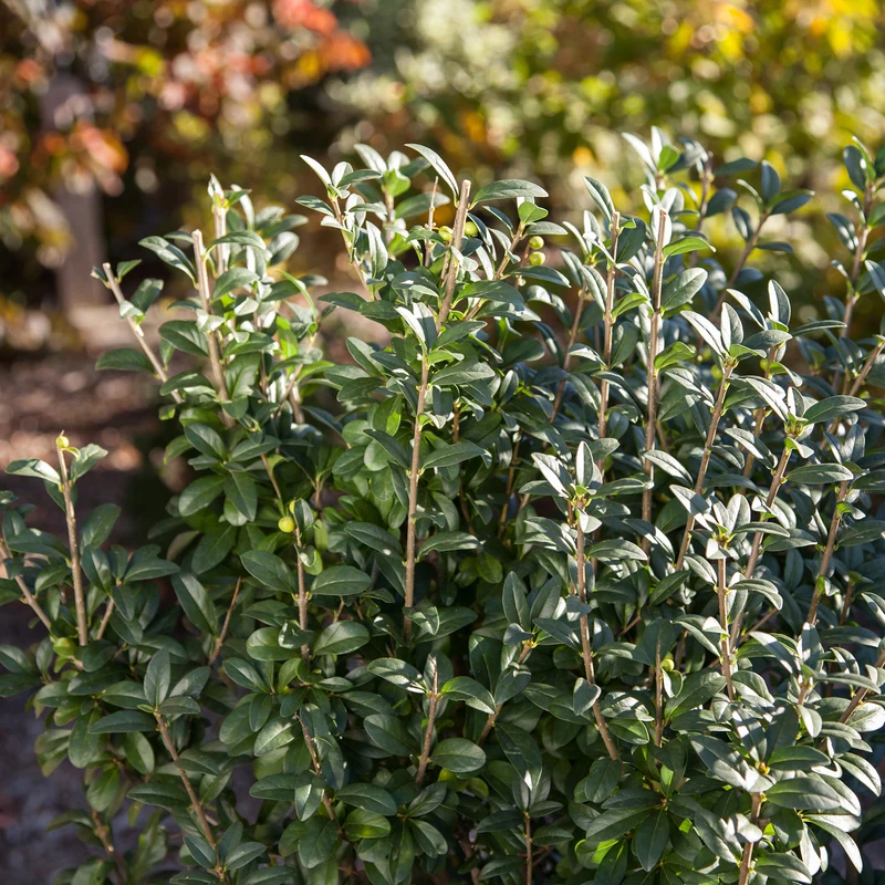 Ligustrum vulgare 'Straight Talk®' - Troène 'Straight Talk®'