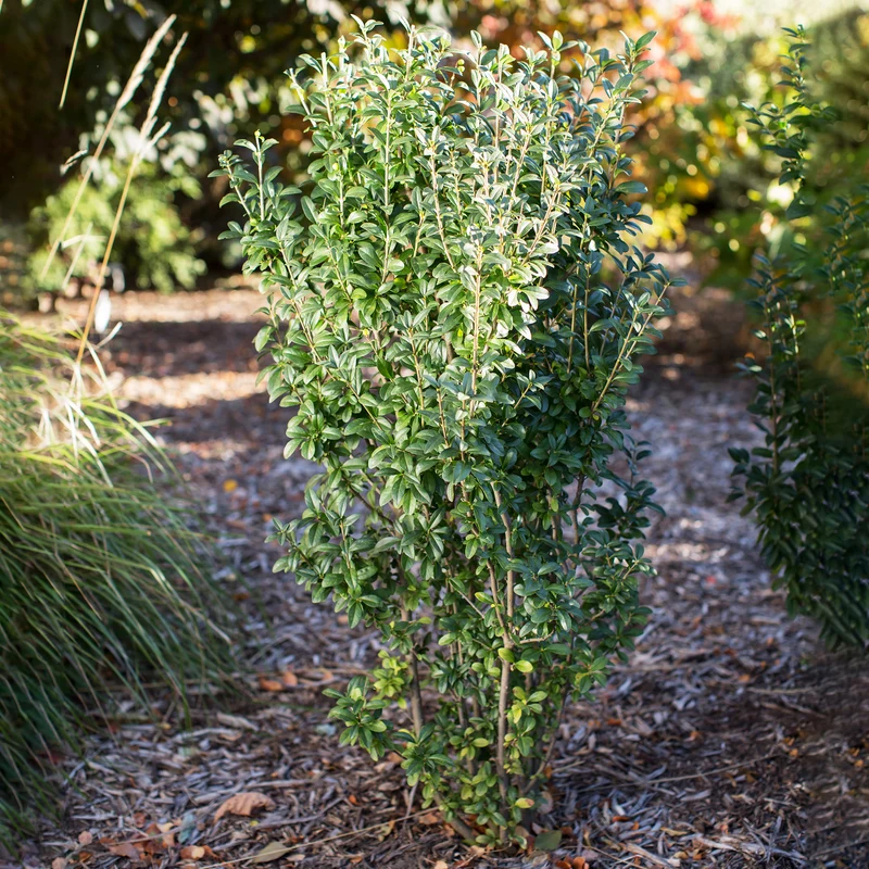 Ligustrum vulgare 'Straight Talk®' - Troène 'Straight Talk®'