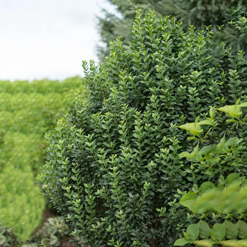 Ligustrum vulgare 'Straight Talk®' - Troène 'Straight Talk®'