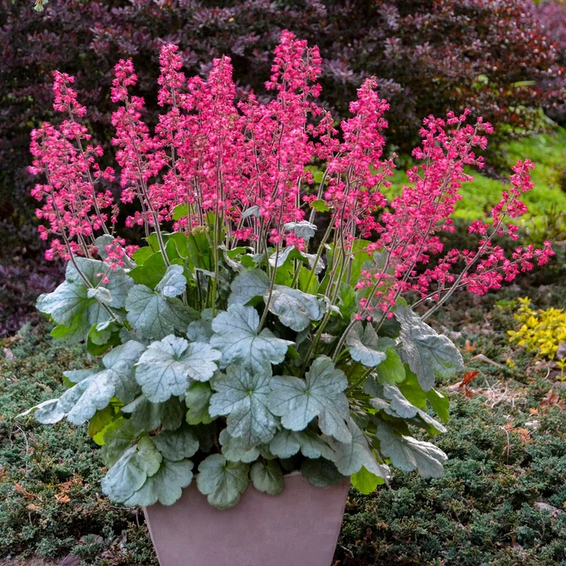 Heuchère DOLCE® Spearmint