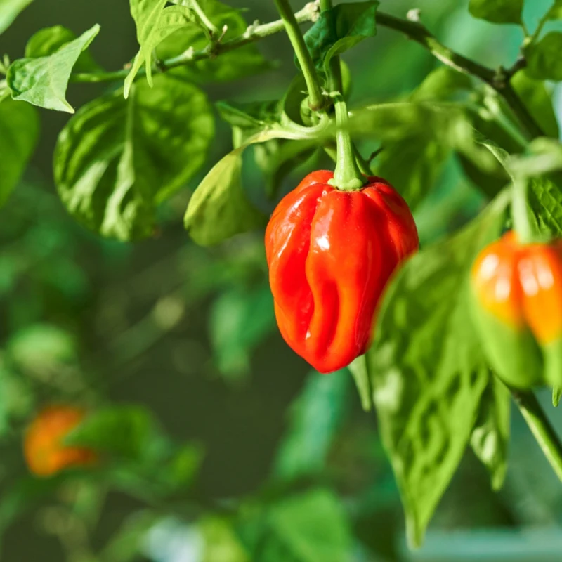 Piment Fort 'Habanero Red'