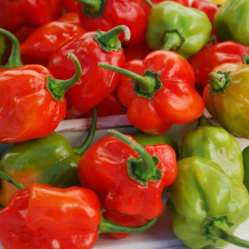 Piment Fort 'Habanero Red'