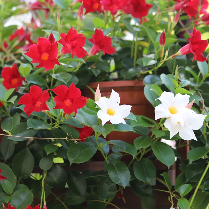 Assortiment de Mandevilla spp. – Dipladénia et Mandevilla