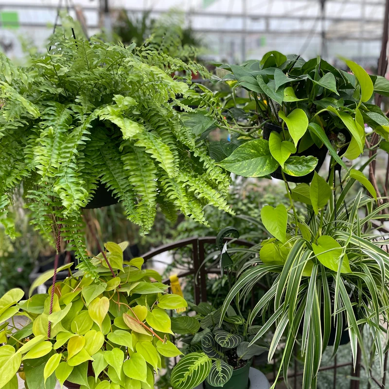 Assortiment de plantes vertes en jardinière suspendues