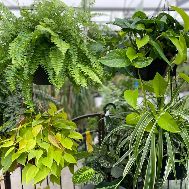 Assortiment de plantes vertes en jardinière suspendues