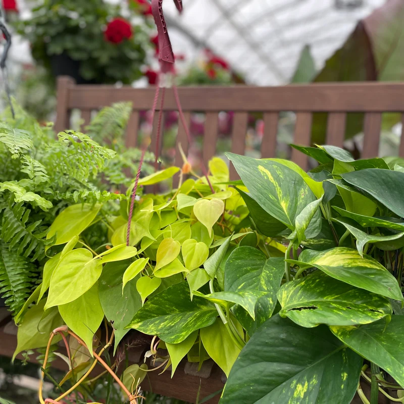 Assortiment de plantes vertes en jardinière suspendues