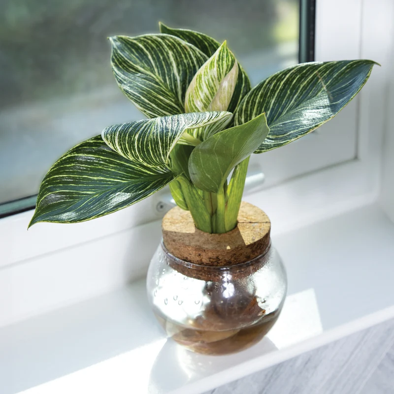 Plantes tropicales Leafjoy H2O assorties