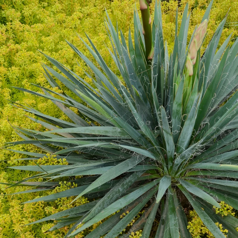 Yucca filamenteux