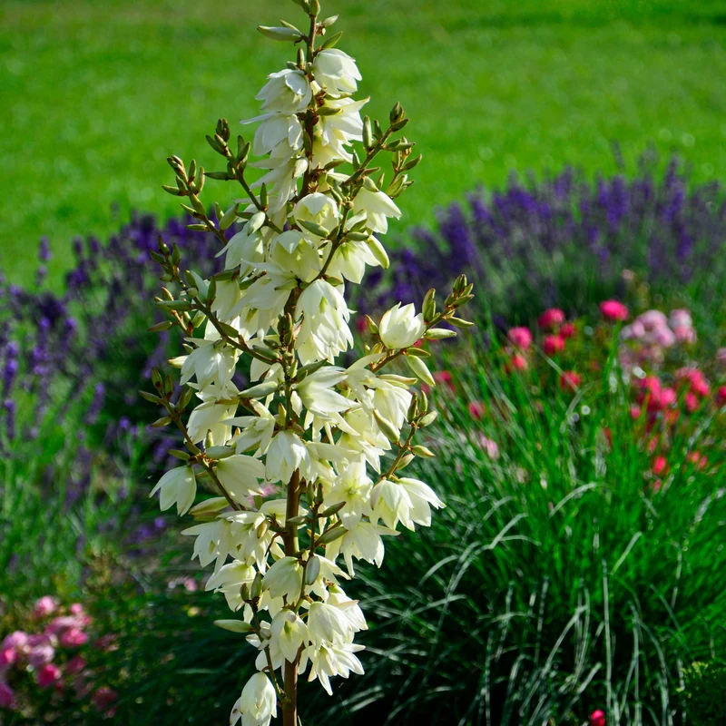Yucca filamenteux