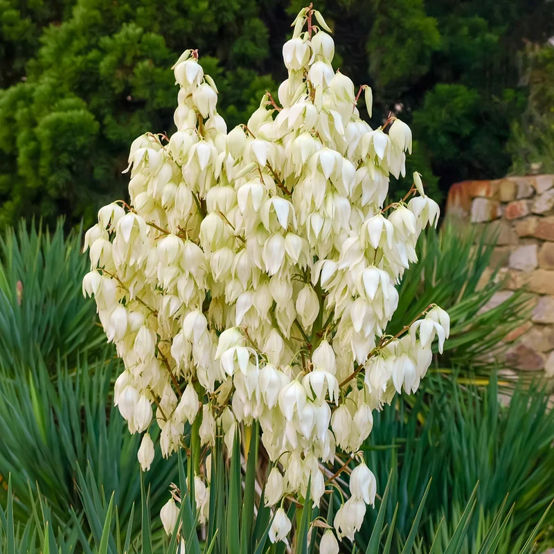Yucca filamenteux