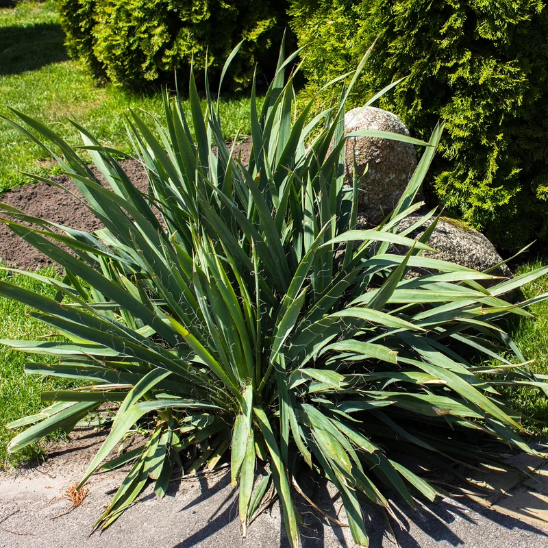 Yucca filamenteux