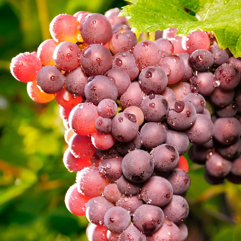 Vigne à raisins 'Vanessa' - Vitis 'Vanessa'