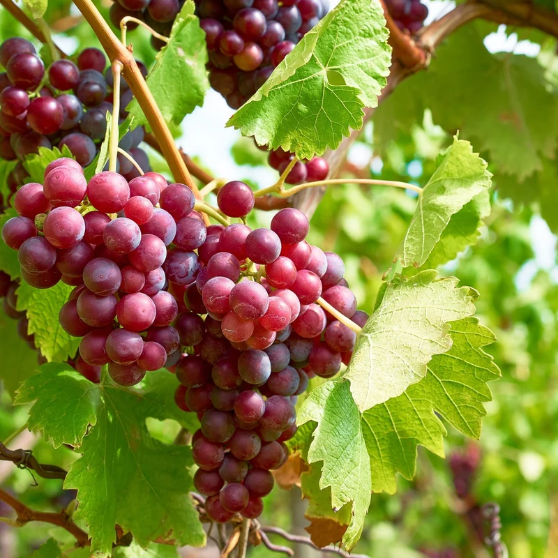 Vigne à raisins 'Somerset' - Vitis 'Somerset'