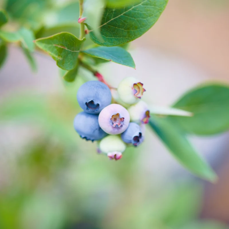 Bleuetier 'Elliott' – Vaccinium corymbosum