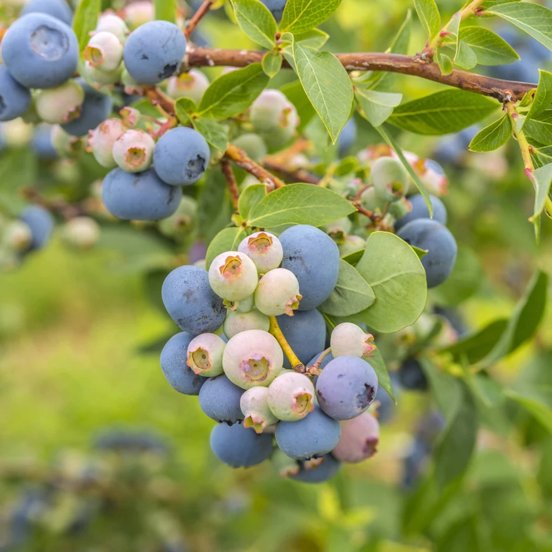 Bleuetier 'Elliott' – Vaccinium corymbosum