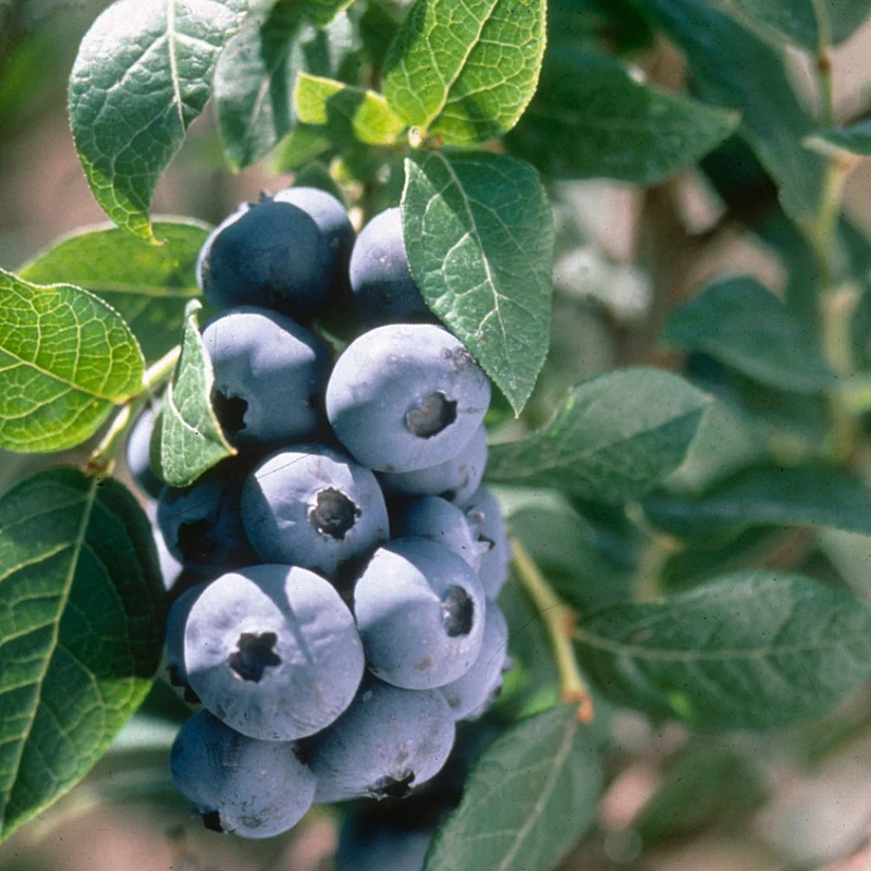 Bleuetier 'Elliott' – Vaccinium corymbosum