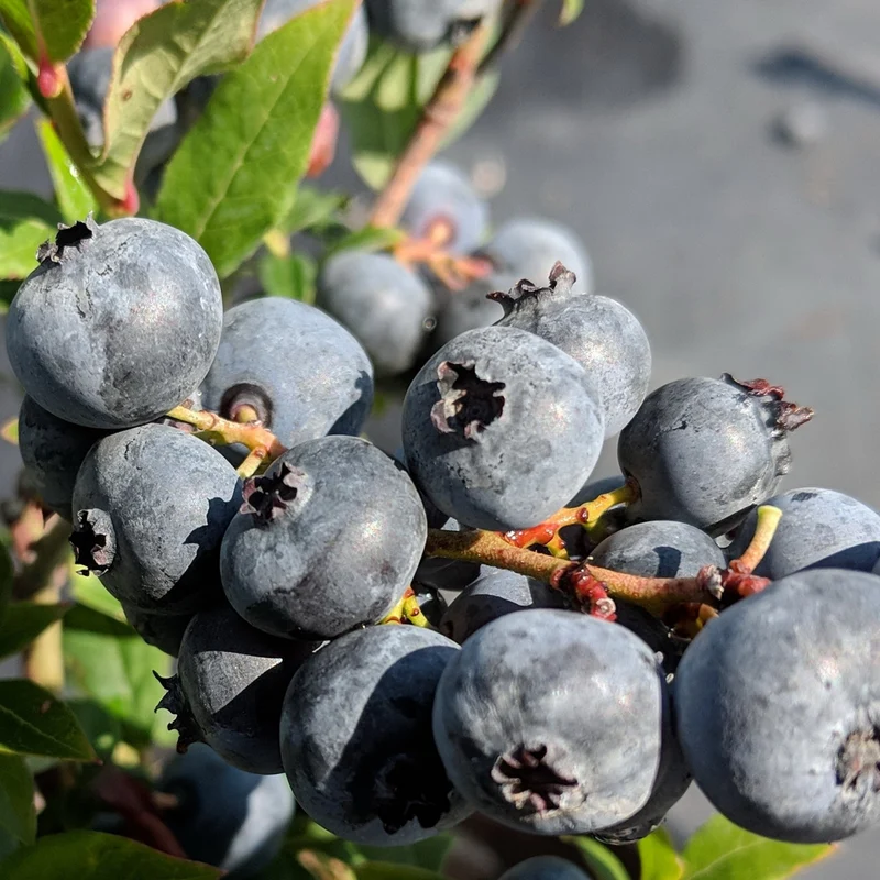 Bleuetier nain 'Top Hat' - Vaccinium corymbosum