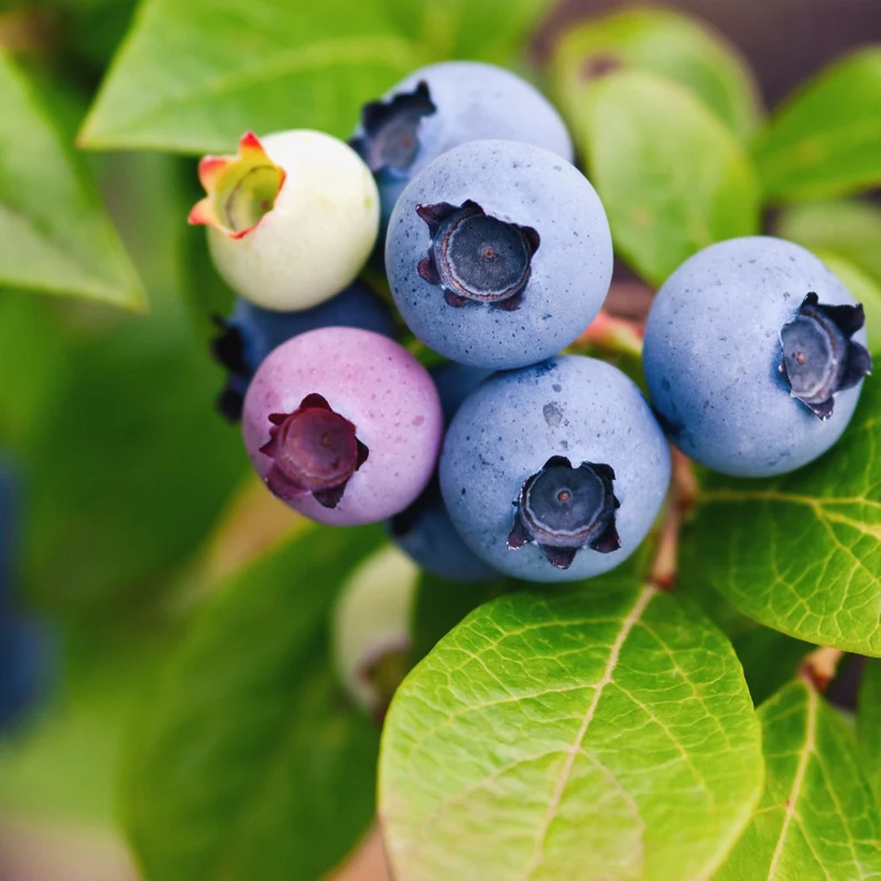 Bleuetier nain 'Northsky' - Vaccinium corymbosum