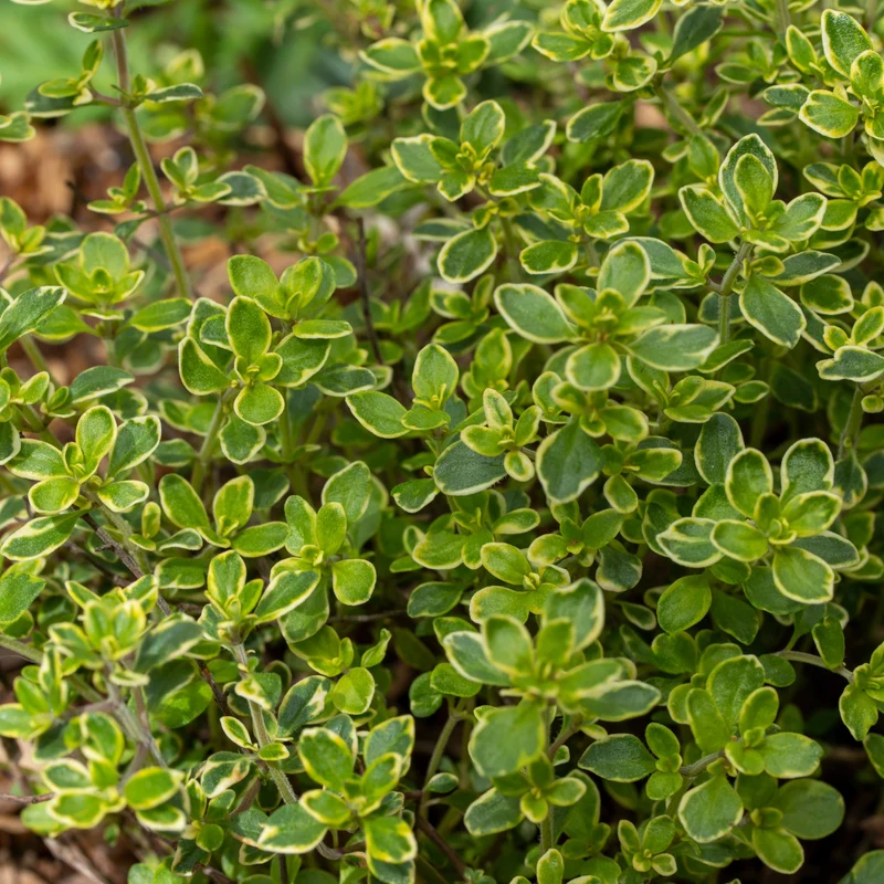 Thymus citriodorus - Thym citron