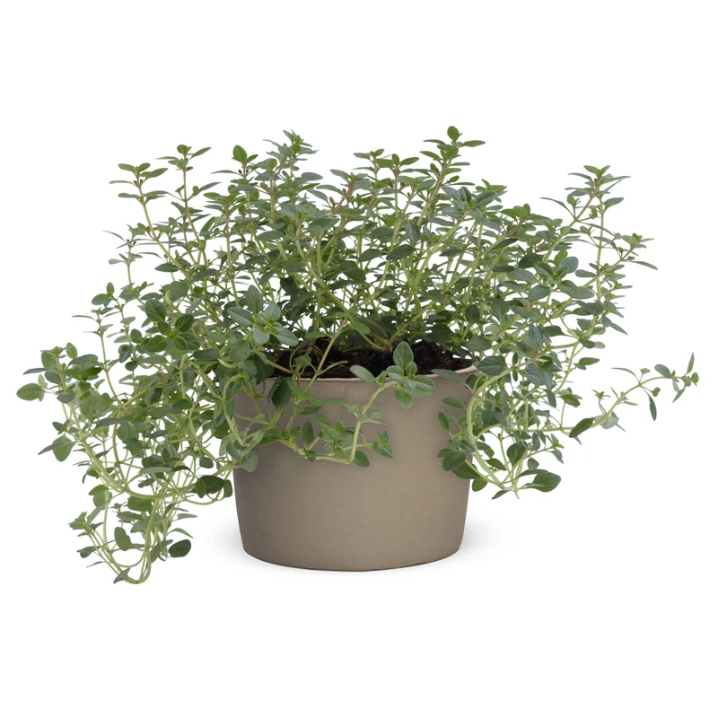 Thymus citriodorus - Thym citron