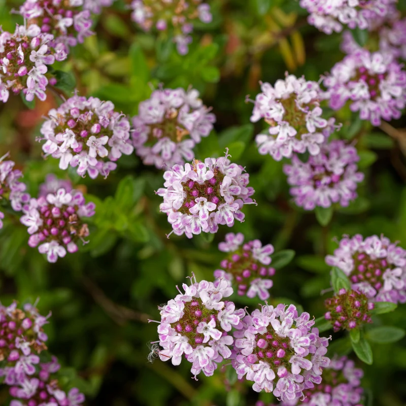 Thymus citriodorus - Thym citron