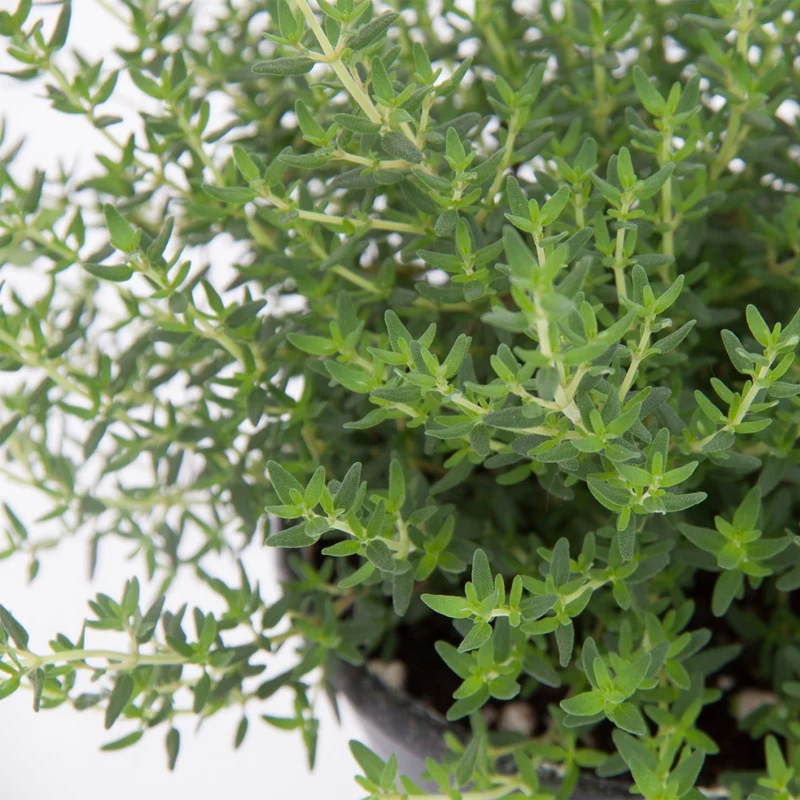 Thym 'Faustinoi'