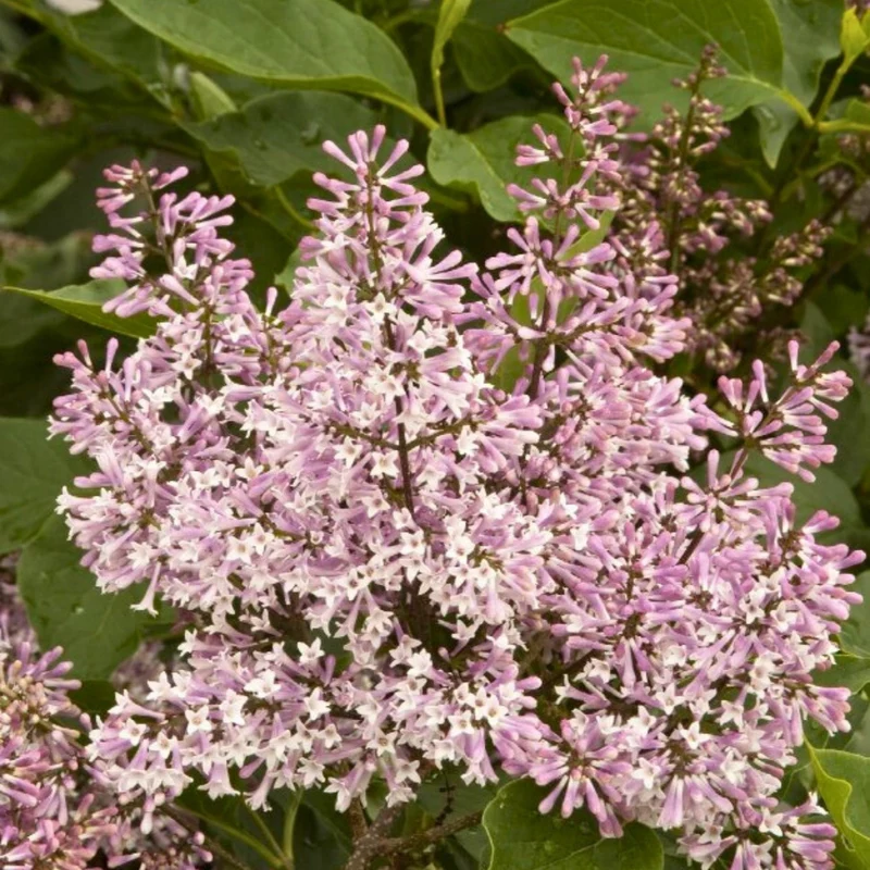 Lilas 'Miss Kim'