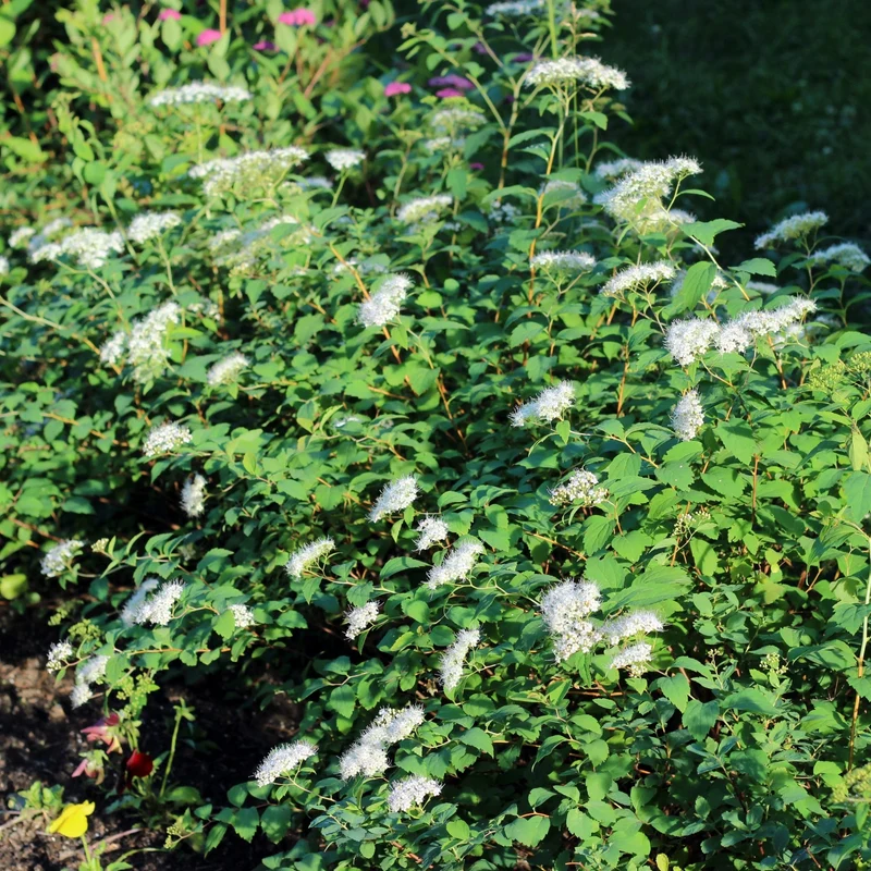 Spirée 'White Gold'