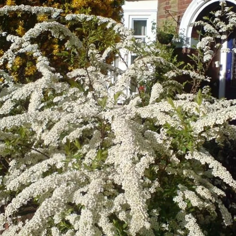 Spirée 'Grefsheim'
