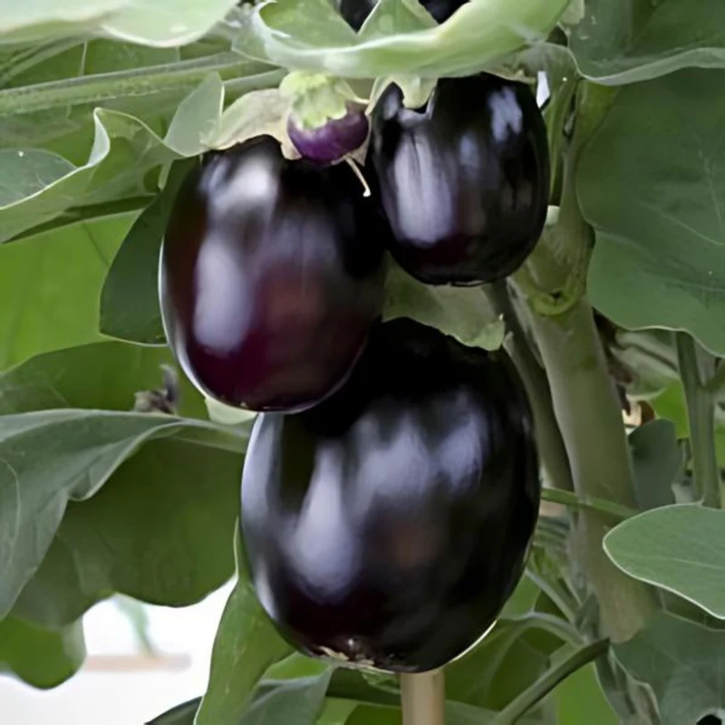 Aubergine patio 'Pot Black'