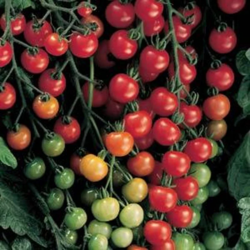 Tomate cerise 'Sweet 100'