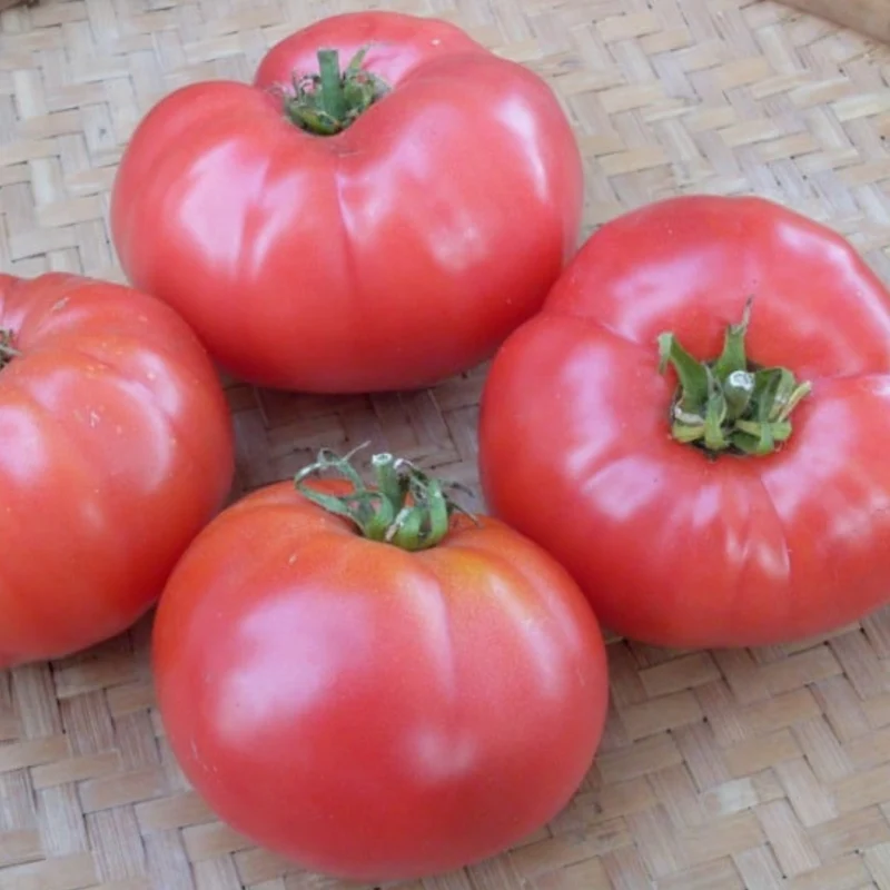 Tomate rose 'Rosabec'
