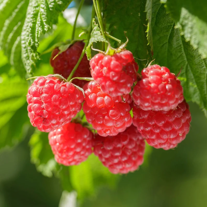 Framboisier 'Heritage' - Rubus idaeus 'Heritage'