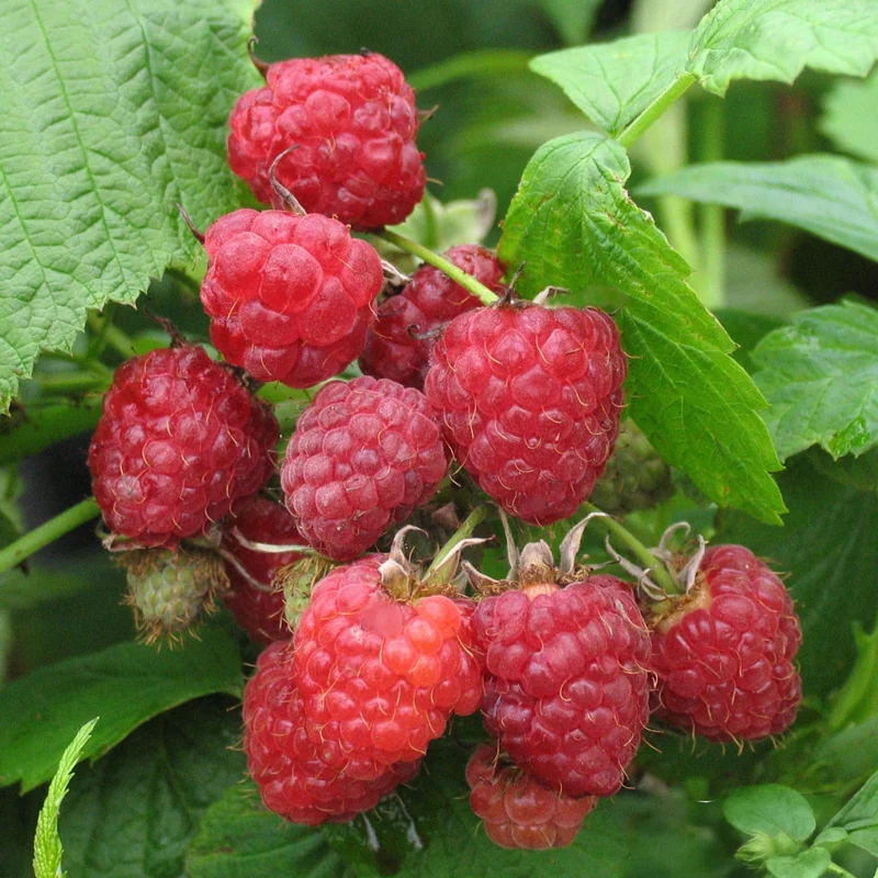 Framboisier 'Heritage' - Rubus idaeus 'Heritage'