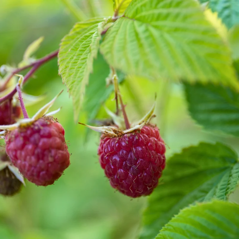 Framboisier 'Heritage' - Rubus idaeus 'Heritage'