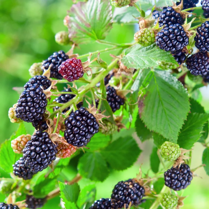 Mûrier 'Black Satin'