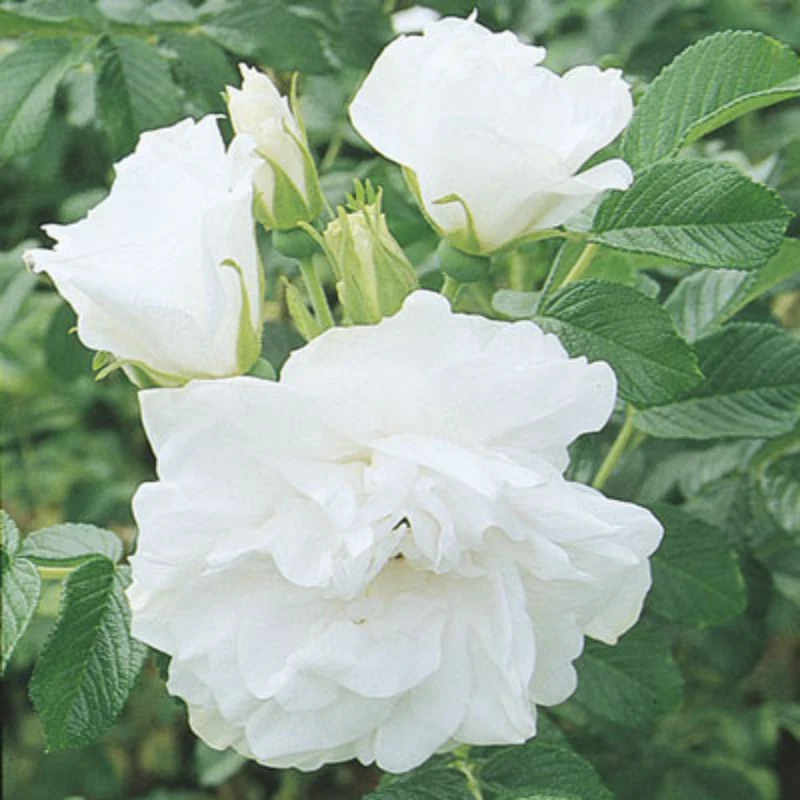 Rosier rugueux 'Blanc Double De Coubert'