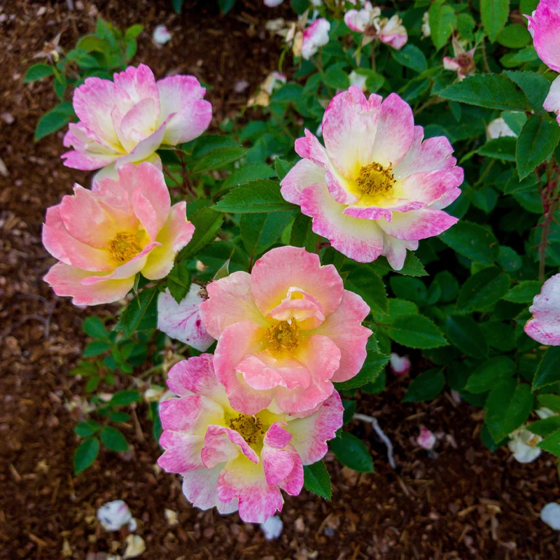Rosa PEACH LEMONADE®