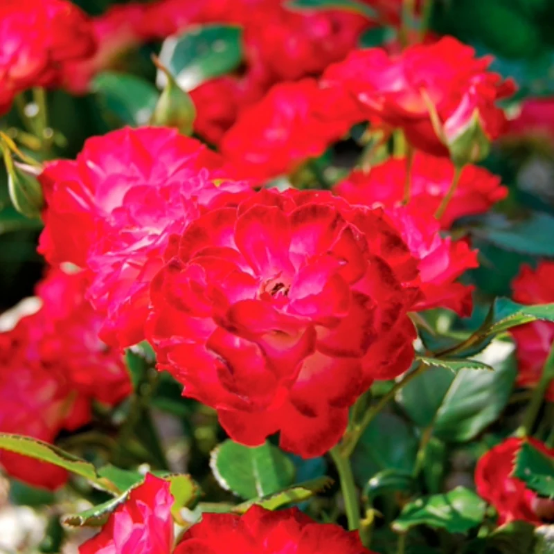 Rosa 'Never Alone®' – Rosier 'Never Alone®'